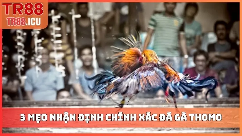 3 mẹo nhận định chính xác đá gà Thomo