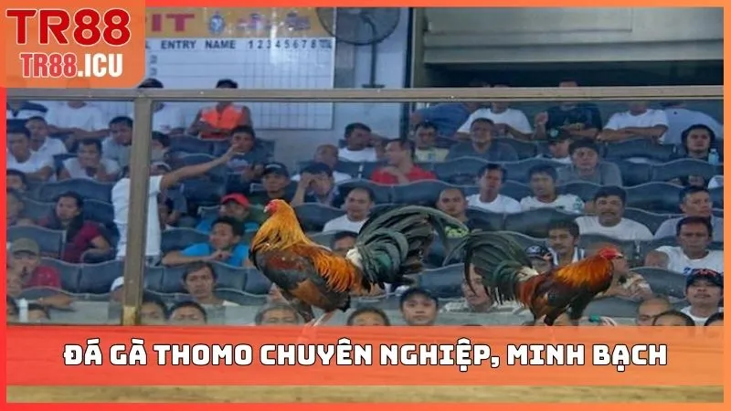 Đá gà Thomo chuyên nghiệp, minh bạch